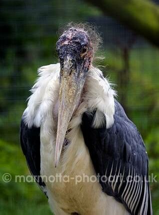 Click to See Next Image