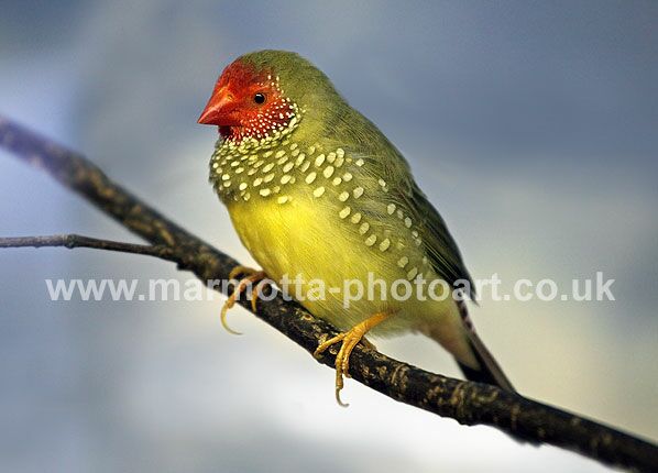 Click to See Next Image