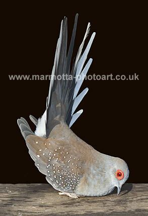 Click to See Next Image