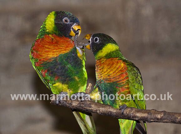 Click to See Next Image