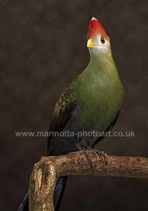 Click to See Next Image