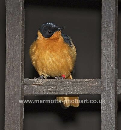 Click to See Next Image