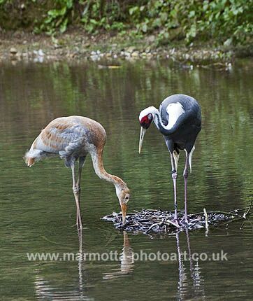 Click to See Next Image