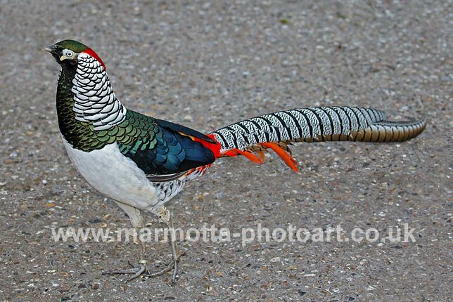 Click to See Next Image