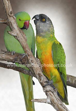 Click to See Next Image