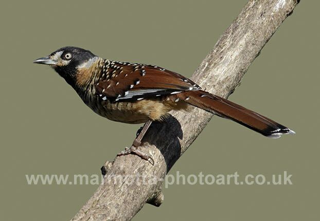 Click to See Next Image