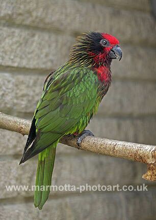 Click to See Next Image