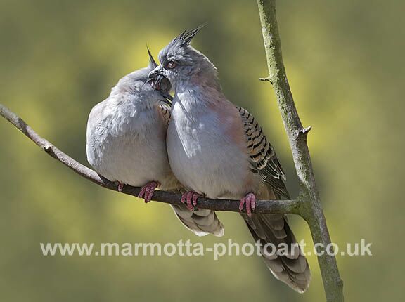 Click to See Next Image