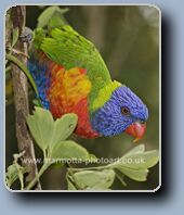 Click to Enlarge