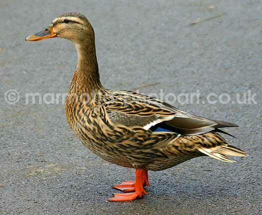 Click to See Next Image