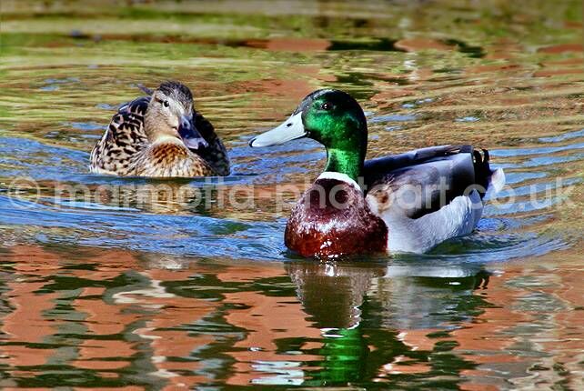 Click to See Next Image