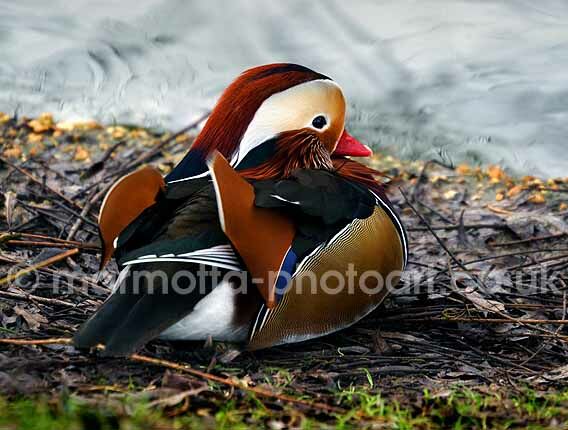 Click to See Next Image