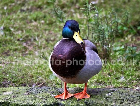 Click to See Next Image