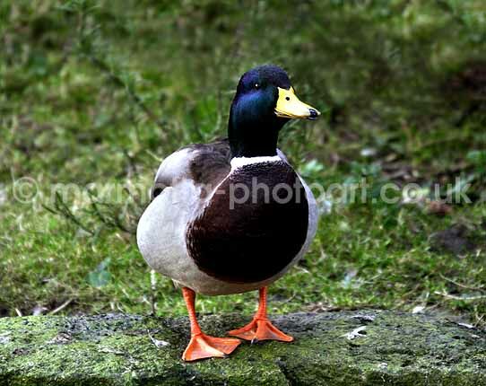 Click to See Next Image