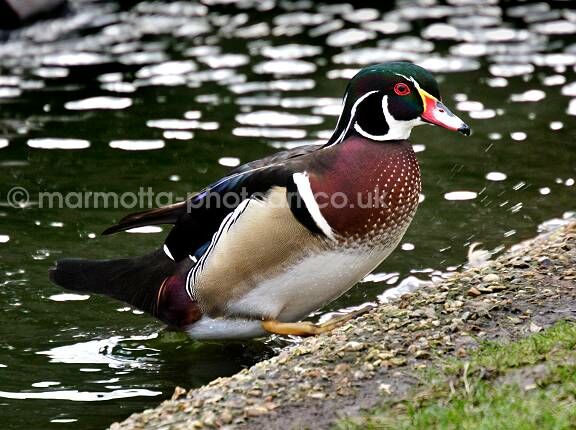 Click to See Next Image