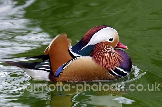 Click to See Next Image