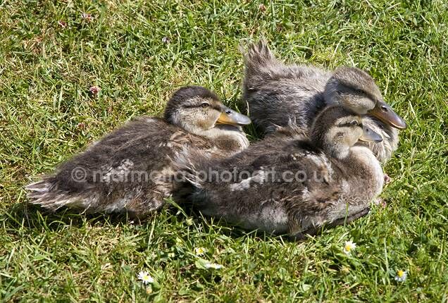 Click to See Next Image