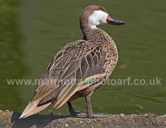 Click to See Next Image