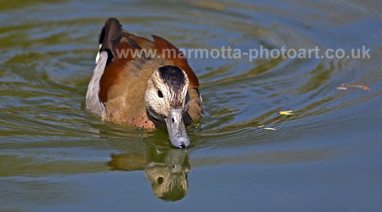 Click to See Next Image