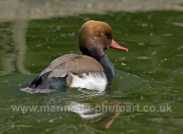 Click to See Next Image