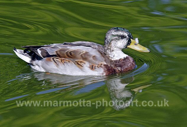 Click to See Next Image