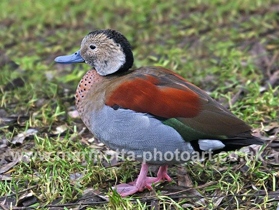 Click to See Next Image