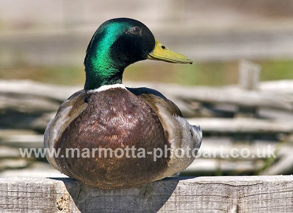 Click to See Next Image