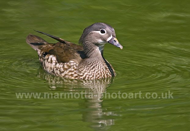 Click to See Next Image