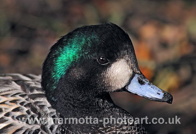 Click to See Next Image