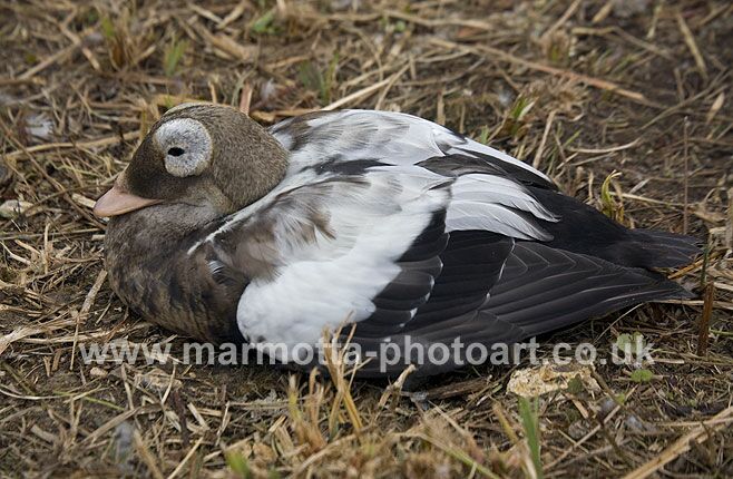 Click to See Next Image