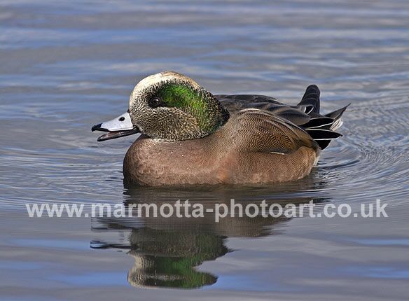 Click to See Next Image