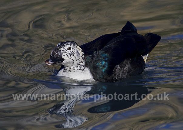 Click to See Next Image