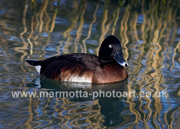 Click to See Next Image