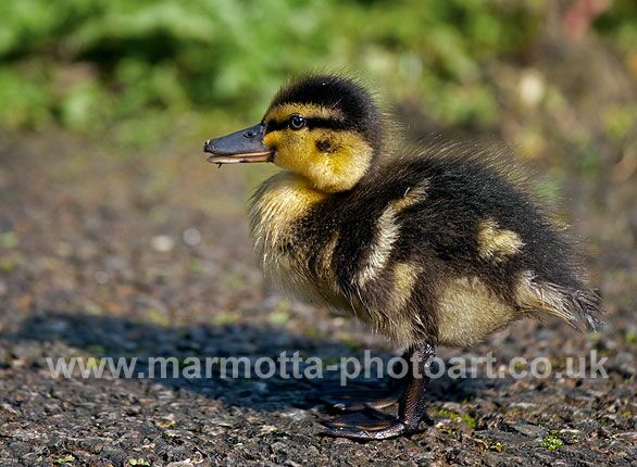 Click to See Next Image