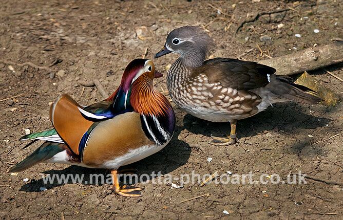 Click to See Next Image