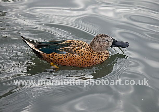 Click to See Next Image