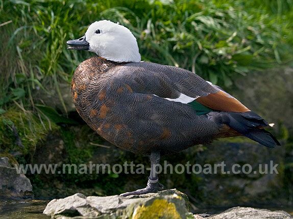 Click to See Next Image