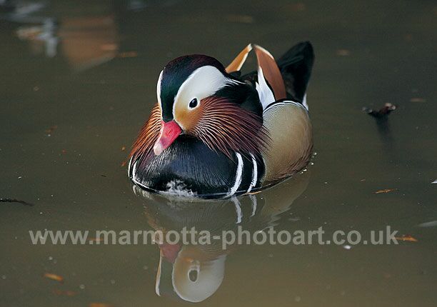 Click to See Next Image