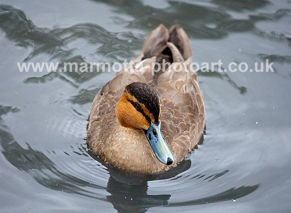 Click to See Next Image