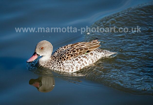 Click to See Next Image