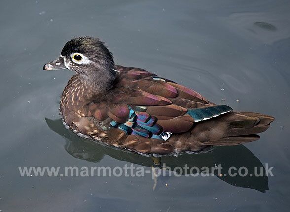 Click to See Next Image