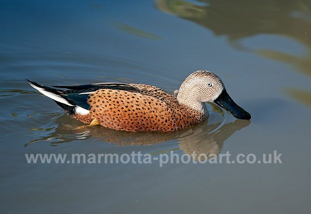 Click to See Next Image