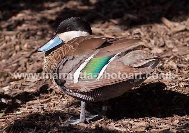 Click to See Next Image