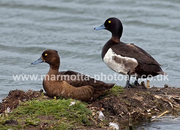 Click to See Next Image