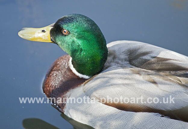 Click to See Next Image