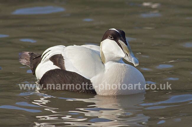 Click to See Next Image