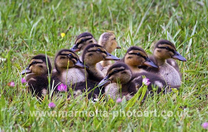 Click to See Next Image