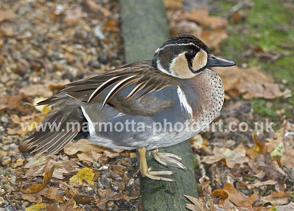 Click to See Next Image