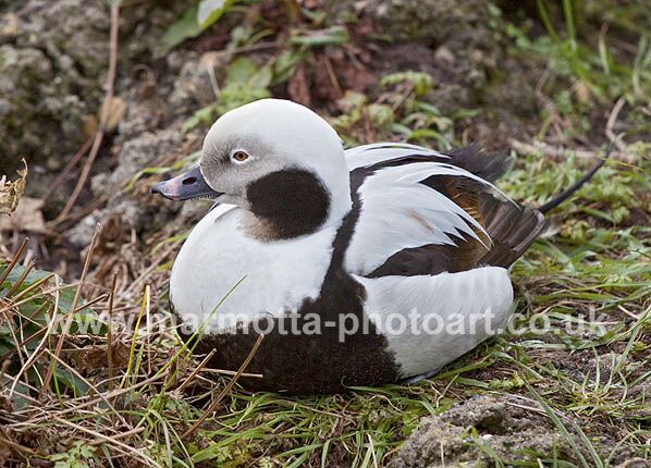 Click to See Next Image