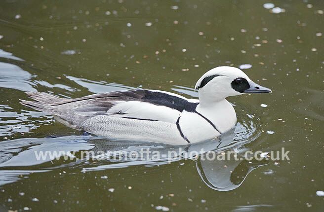 Click to See Next Image